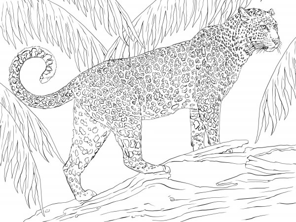 Раскраска Ягуар животное