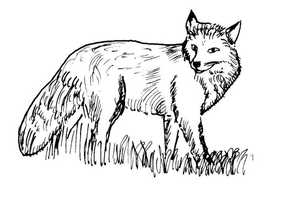Лисица раскраска
