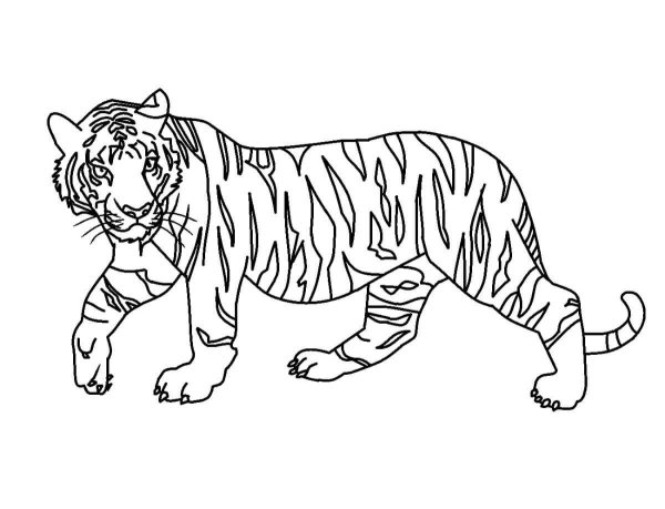 Тигр раскраска клипарт