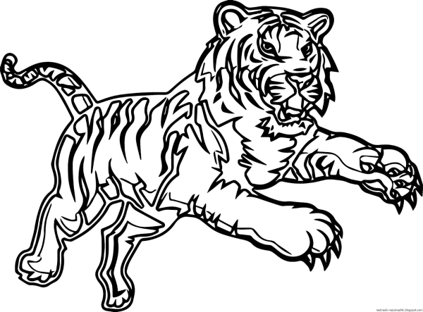 Тигр для раскрашивания