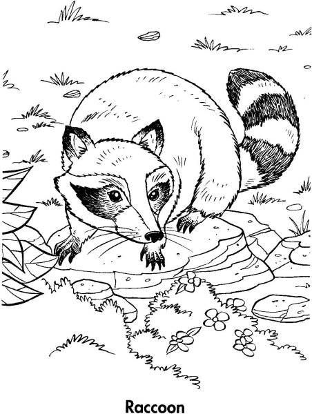 Енот раскраска