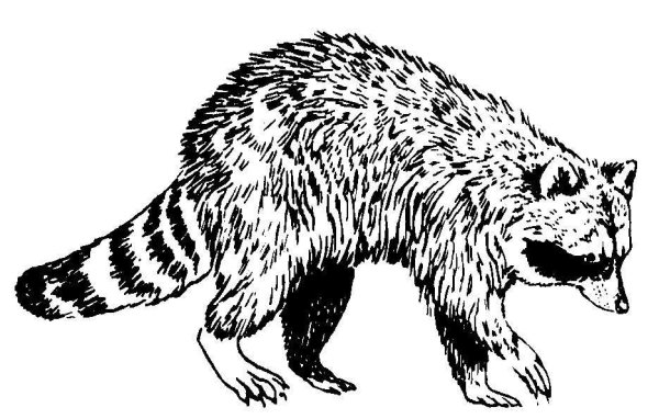 Енот раскраска