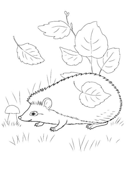 Еж раскраска