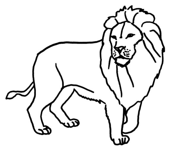 Берберийский Лев раскраска