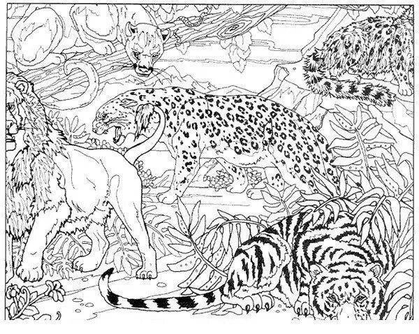 Раскраска Лев и тигр