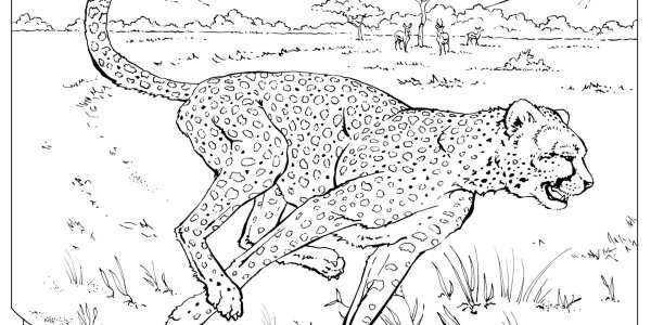 Гепард в природе раскраска