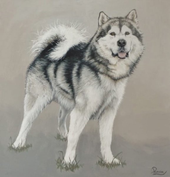 Аляскинский маламут рисунок