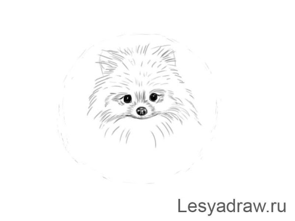 Шпиц рисунок легкий