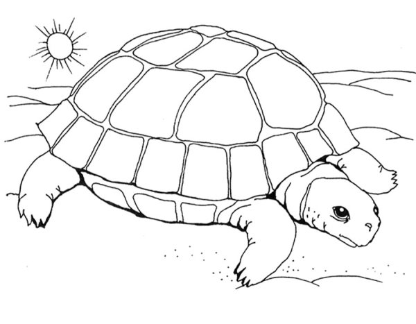 Черепаха раскраска для детей