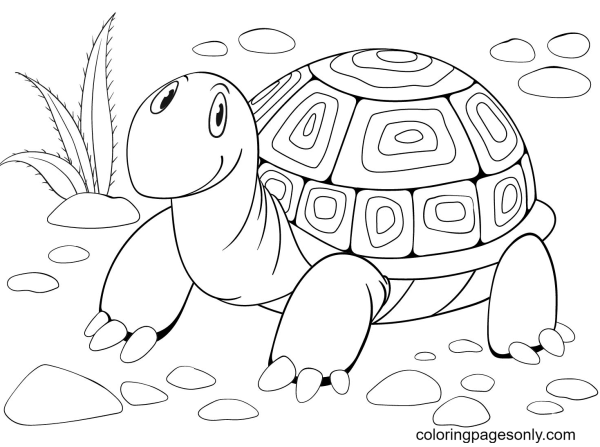 Черепаха раскраска для малышей
