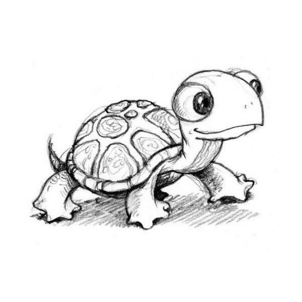 Маленькая черепаха рисунок карандашом
