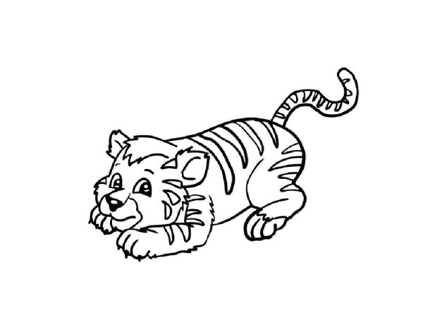Раскраска тигр Шерхан