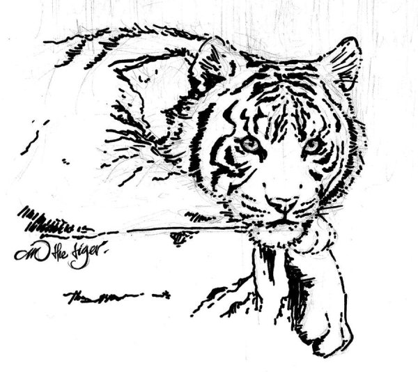 Тигр схематично