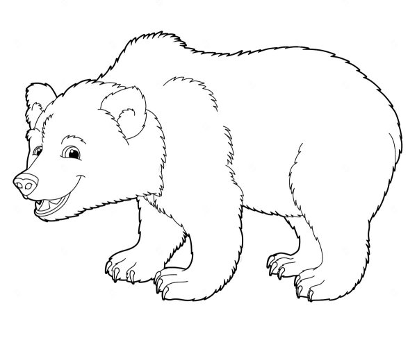 Раскраска Дикие животные медведь