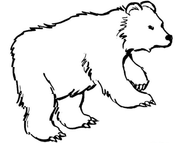 Раскраска Дикие животные медведь