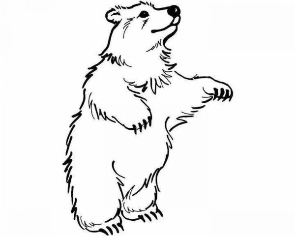 Медведь на задних лапах раскраска