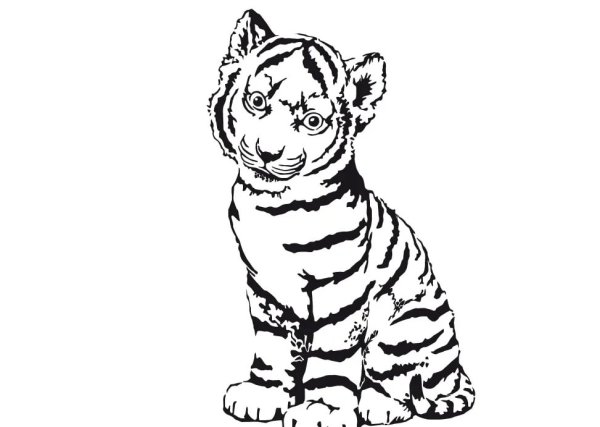 Раскраска тигр маленький