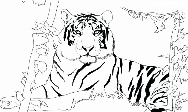 Раскраска тигр Шерхан