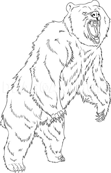 Медведь рисунок