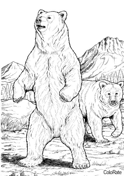 Медведь для срисовки