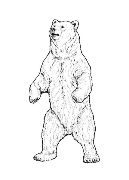 Медведь рисунок карандашом