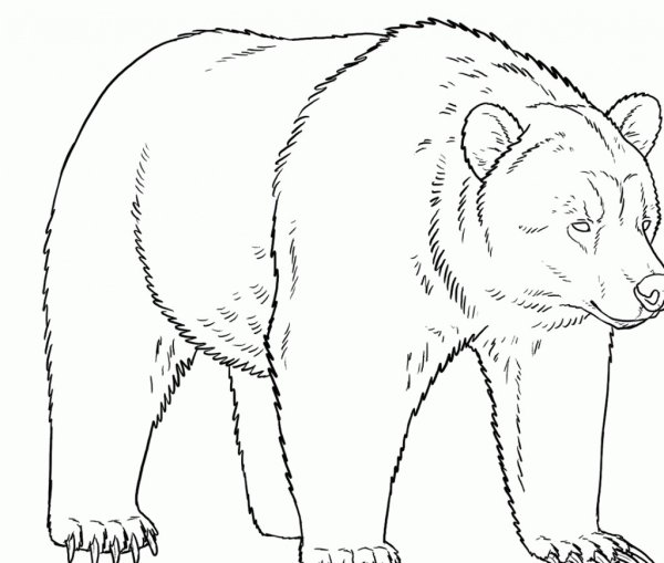 Рисунок медведя для срисовки