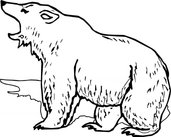 Медведь рисунок
