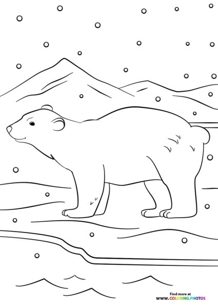 Белый медведь раскраска