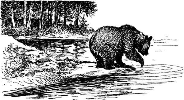 Медведь ловит рыбу рисунок