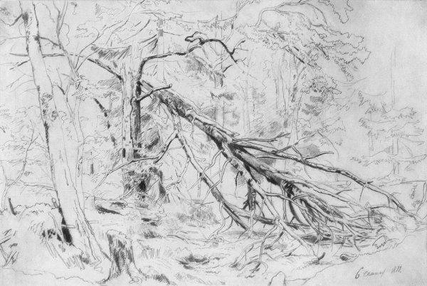 Шишкин сломанная береза, 1872