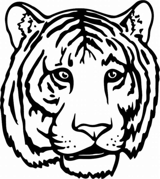 Голова тигра раскраска
