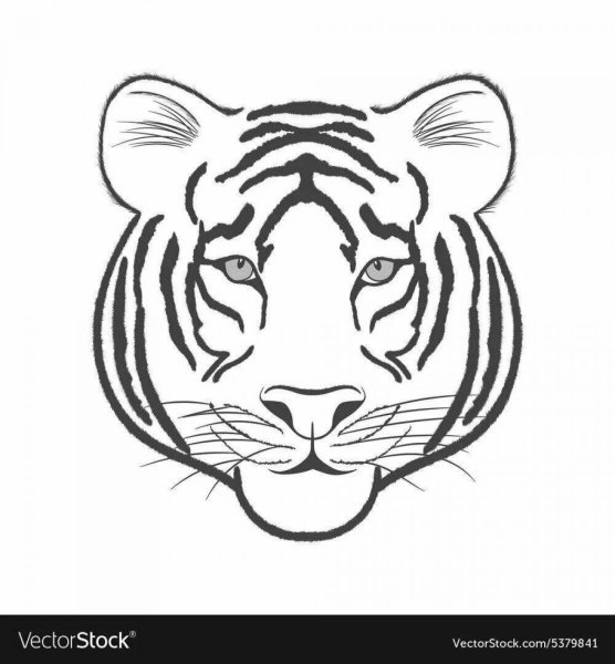Тигр морда