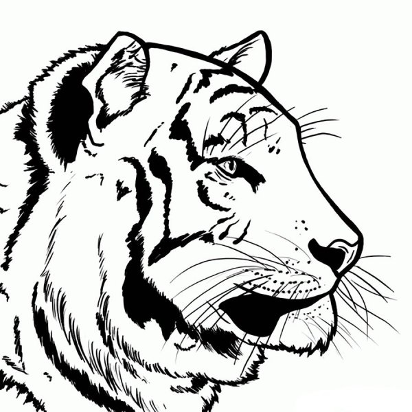 Рисунок тигра карандашом