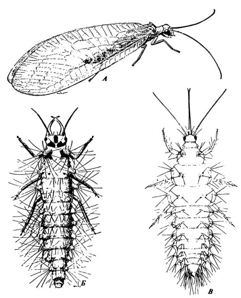 Neuroptera сетчатокрылые