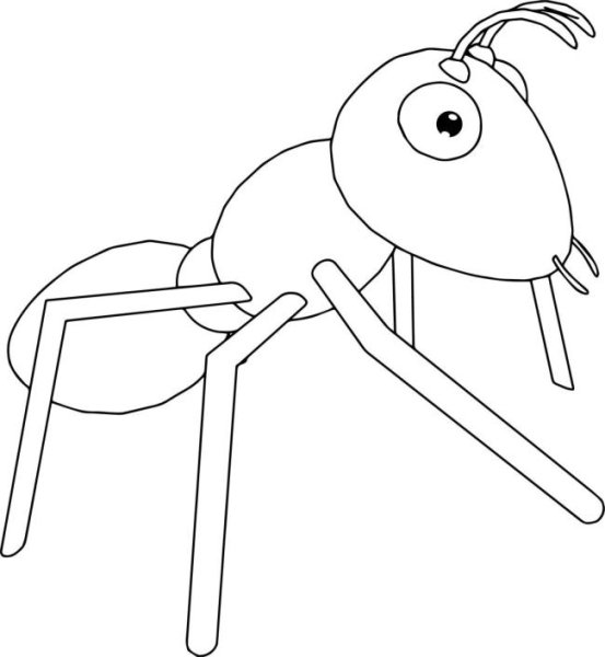 Раскраска насекомые реалистичные муравьи