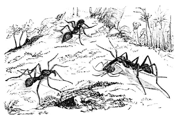 Иллюстрации муравьи против