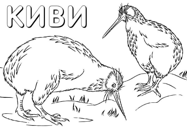 Птицы из красной книги раскраска