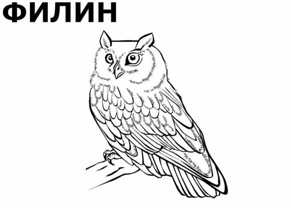 Сова рисунок