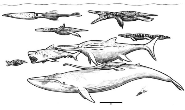 Раскраски акула динозавр (40 фото)