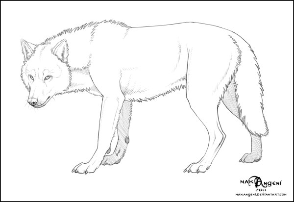 Раскраски красный волк (42 фото)