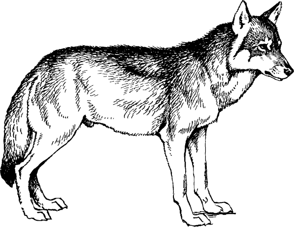 Раскраски красный волк из красной книги россии (45 фото)