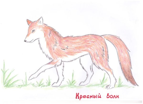 Животные красной книги России рисунки
