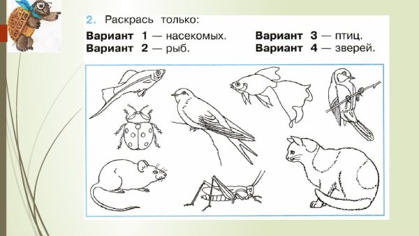 Разнообразие животных задания