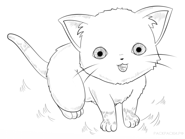 Рисунки котят для срисовки