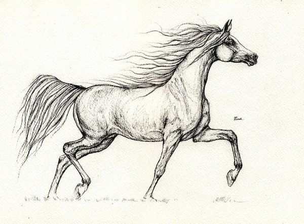 Лошадь рисунок