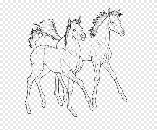 Раскраски арабская лошадь (46 фото)