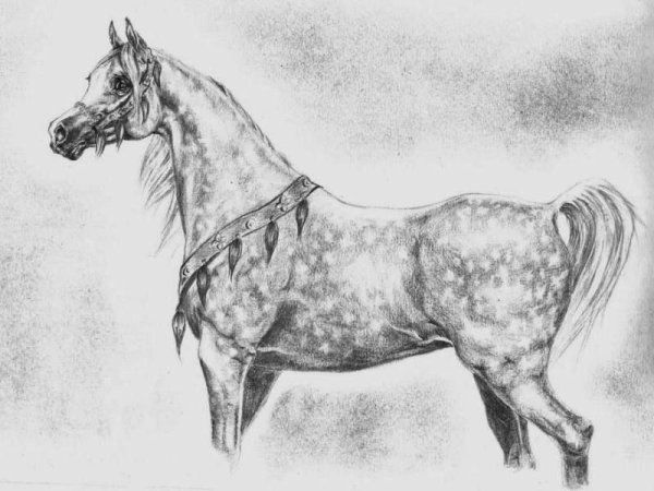 Нарисовать арабского коня