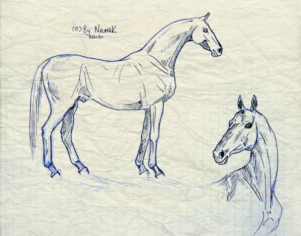 Нарисовать ахалтекинскую лошадь