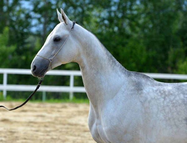 Раскраски ахалтекинская лошадь (47 фото)