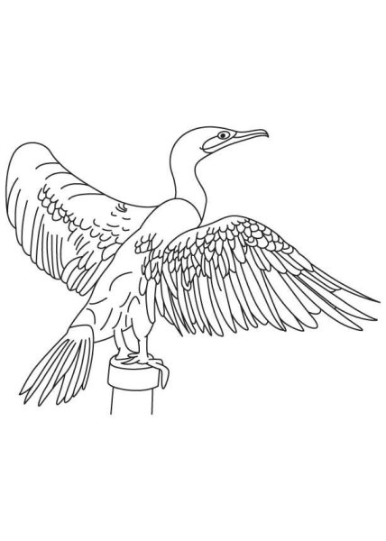 Баклан раскраска
